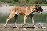 DOGUE ALLEMAND 150